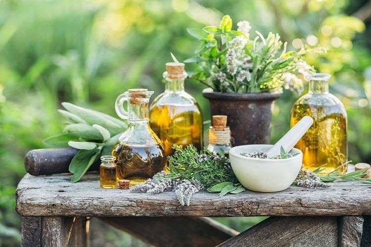 Luhut Berencana Bangun Kebun Herbal Seluas 500 Hektar di Danau Toba