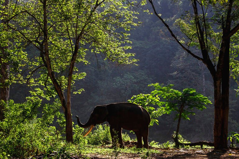 Gajah sumatera1 768x512