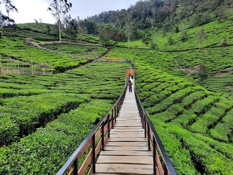 kebun teh bukit jamur ciwidey 768x576