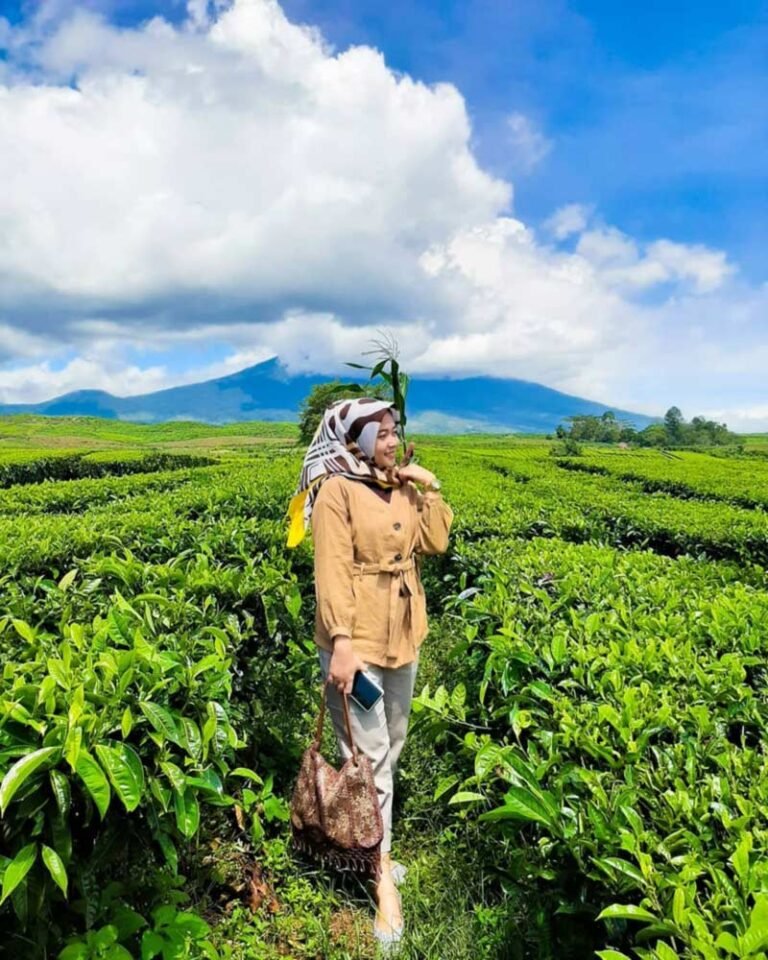Kebun Teh Kayu Aro Kerinci Jambi vita c  1608731237820 768x960