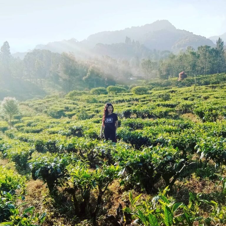 Tiket Masuk Dan Lokasi Agrowisata Gunung Mas Puncak Cisarua 768x768