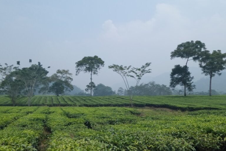 menuju lokasi air terjun tansi ampek kita harus melewati  150928083547 293 768x514
