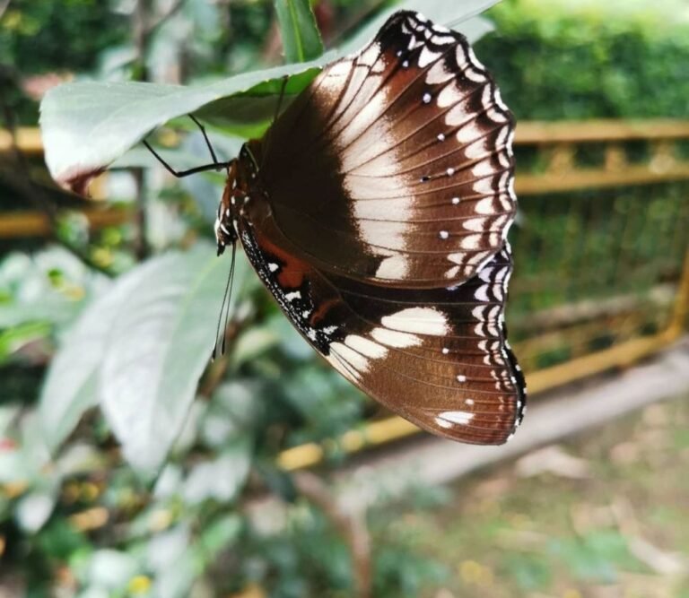 20220821 234456 329ae2b286ff7799fbbec7d4597d307a ddeeddf4950d080bc83c673e0a2dd5b2 768x667