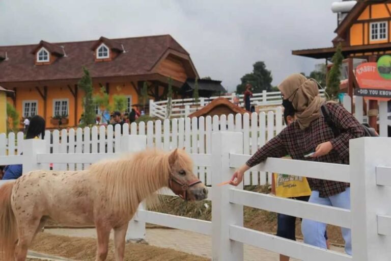 Cepogo Cheese Park Boyolali3 768x512 1