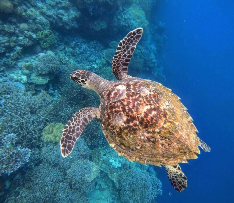 Lubang Buaya Morella5 768x667