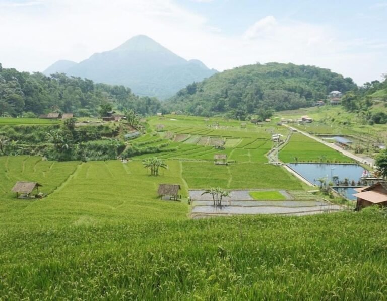 Sawah Sumber Gempong Mojokerto3 768x598