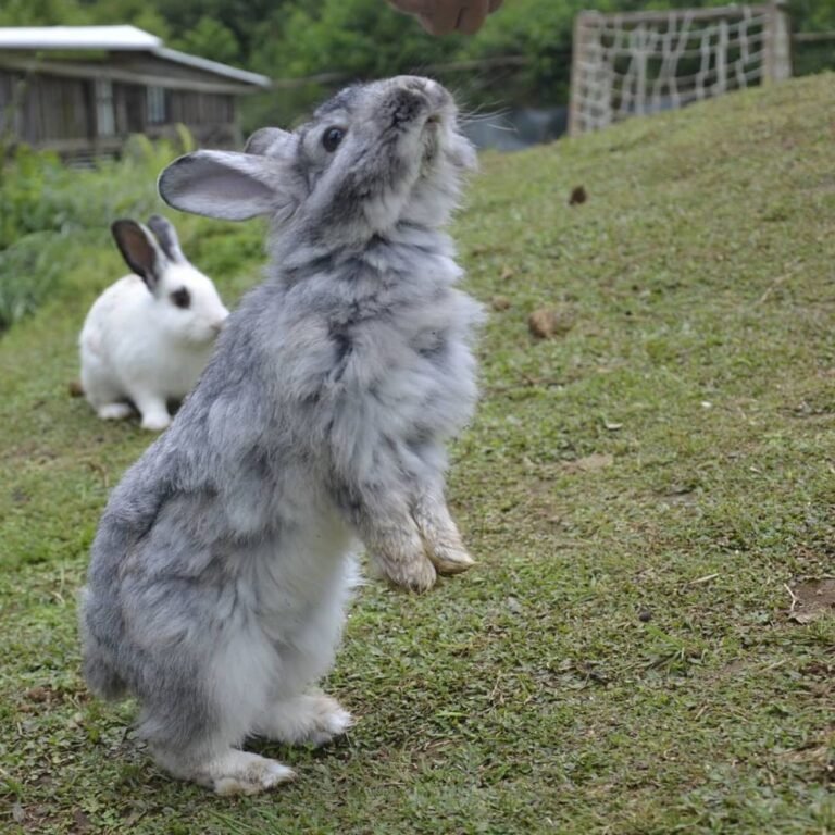 Taman Kelinci Ciwidey5 768x768