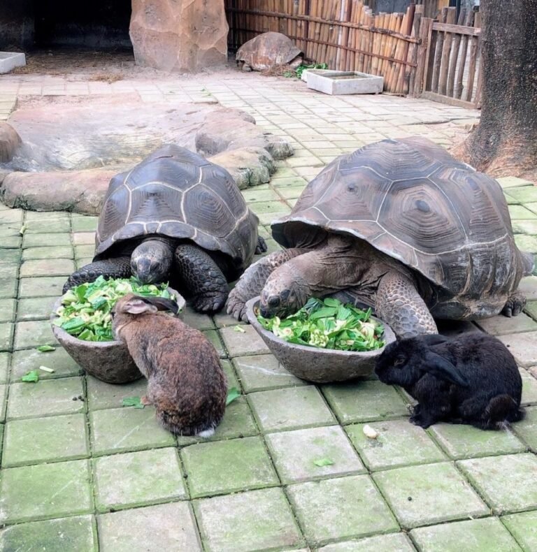 Wisata Faunaland Ancol2 768x790