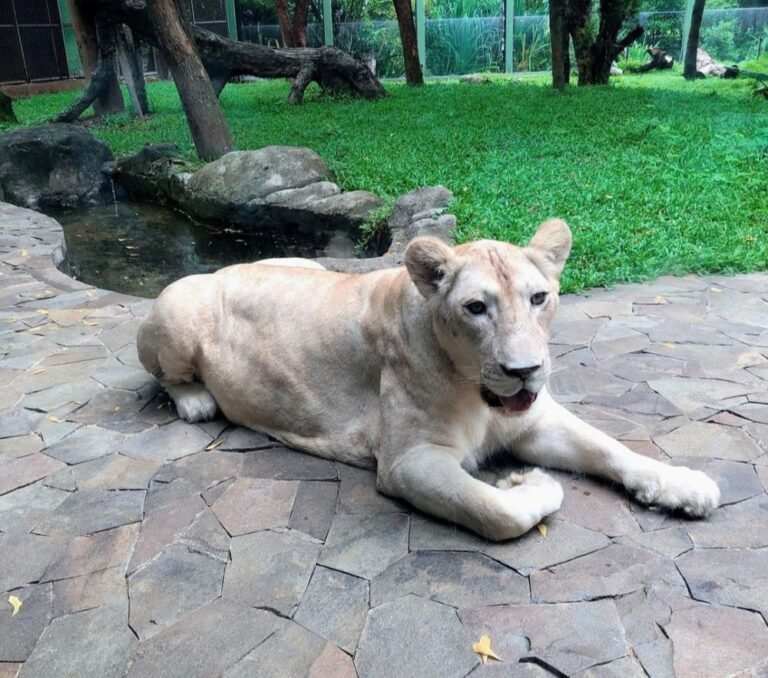 Wisata Faunaland Ancol4 768x678