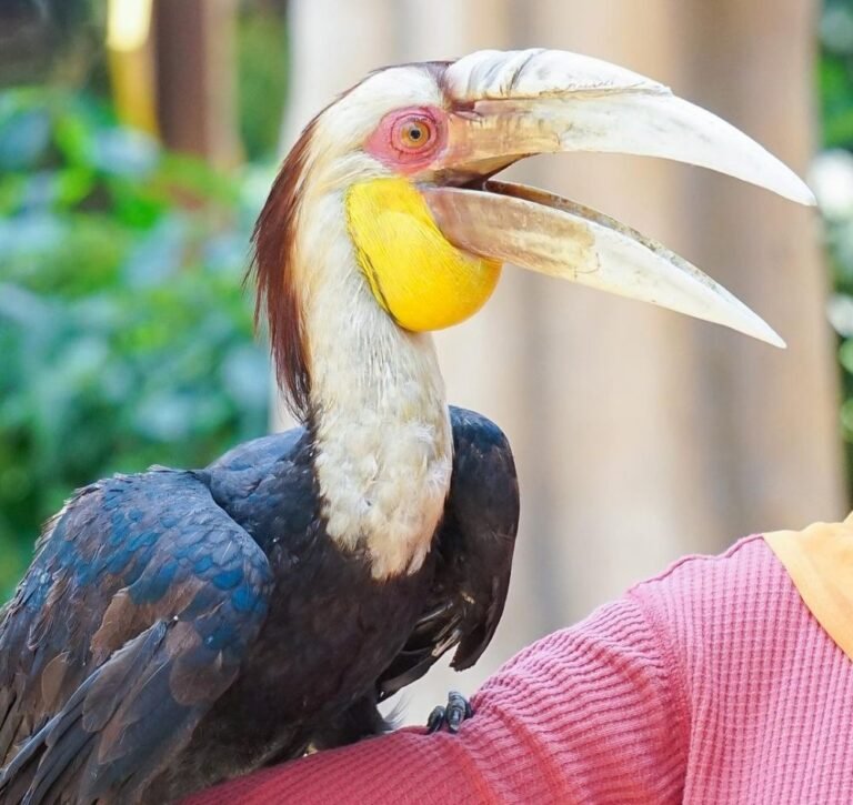 Wisata Jakarta Bird Land1 768x725