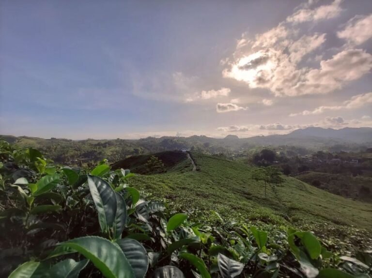 Desa Wisata Taraju9 768x575