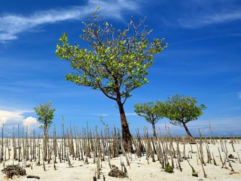 Desa Wisata Bontang Kuala2 768x578