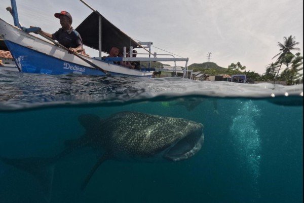 Botubarani Gorontalo1