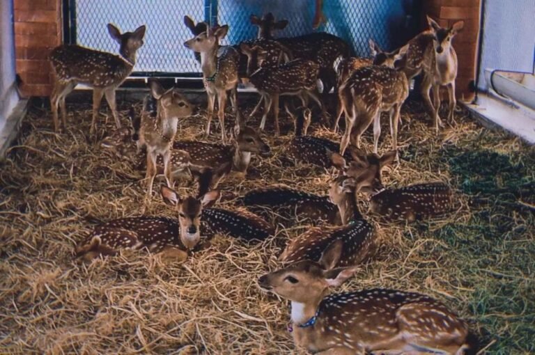 Wisata Anyer Wonderland2 768x510