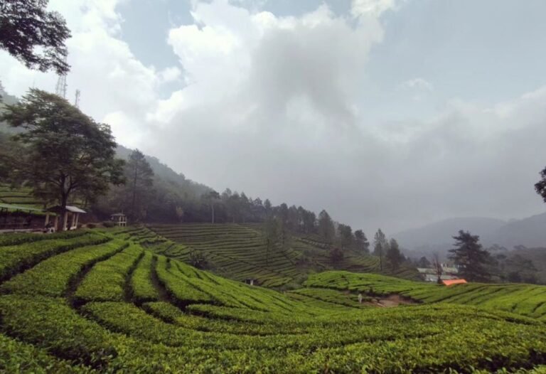 Agrowisata Gunung Mas4 768x526