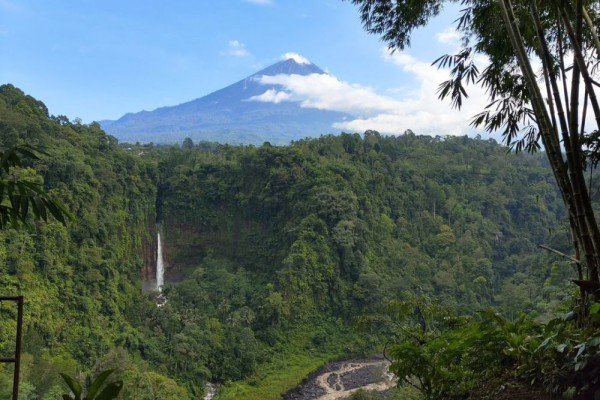 Kapas Biru Lumajang1