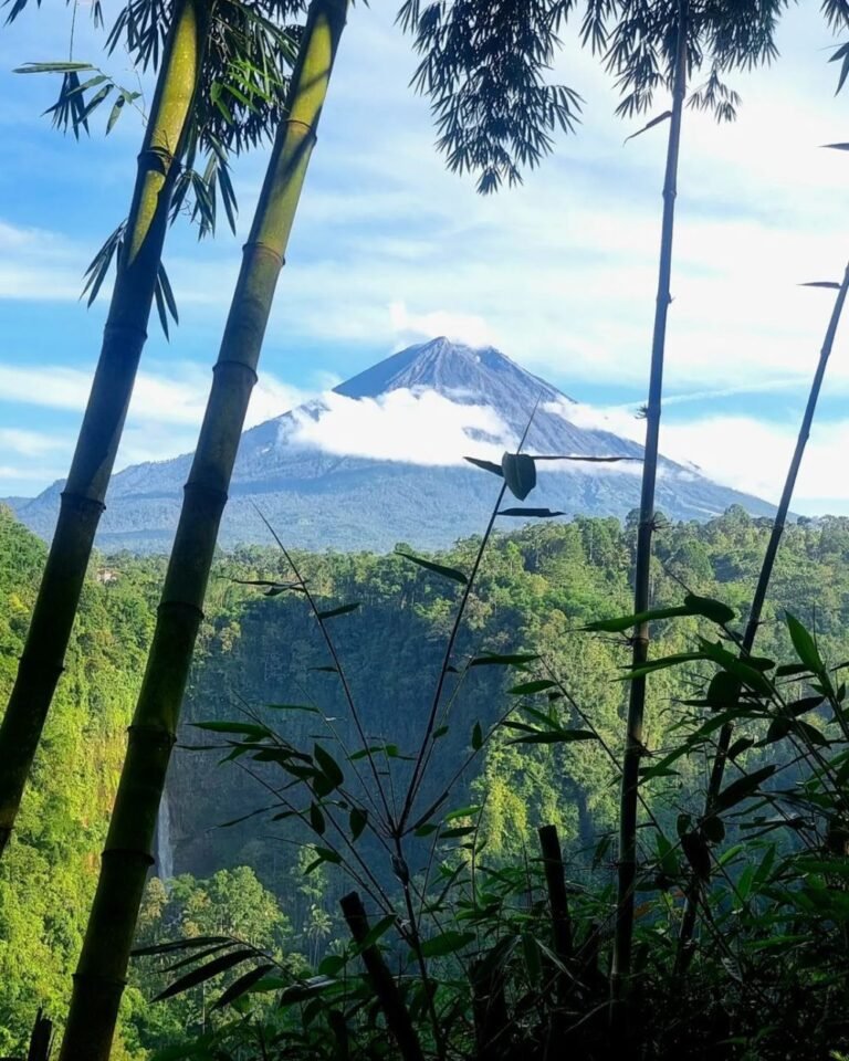 Kapas Biru Lumajang5 768x960