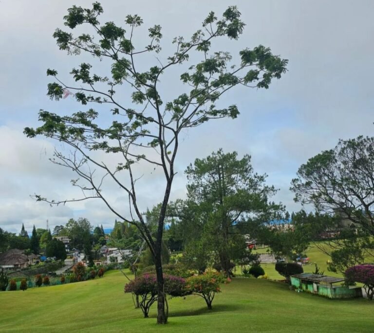 Wisata Bukit Kubu2 768x685