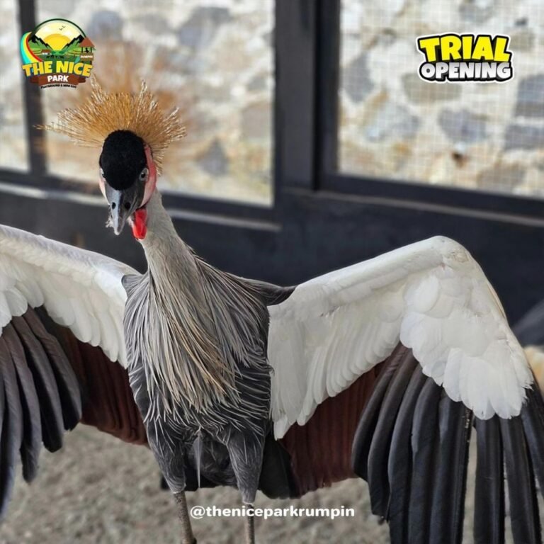 the nice park rumpin bogor5 768x768