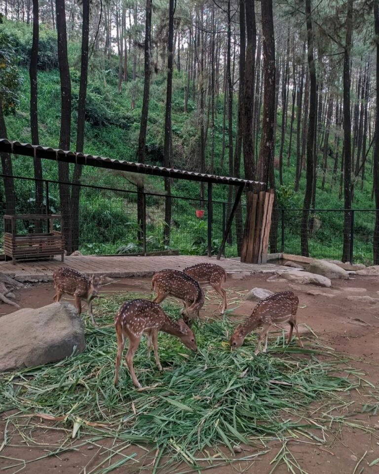 wisata jolotundo edupark nganjuk3 768x960