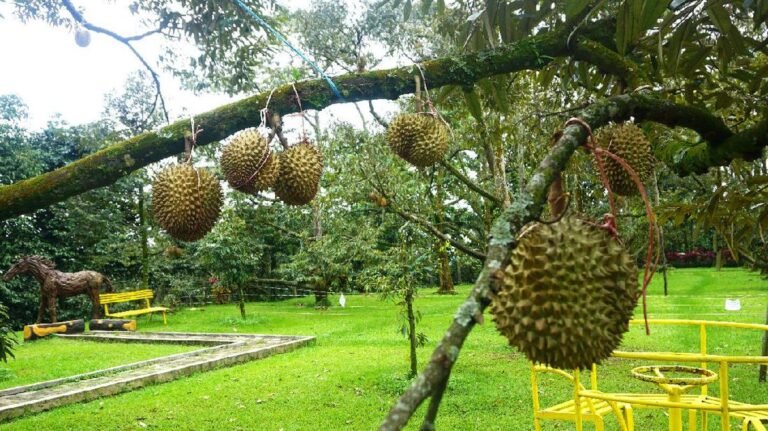 kebun durian warso farm 169 768x431