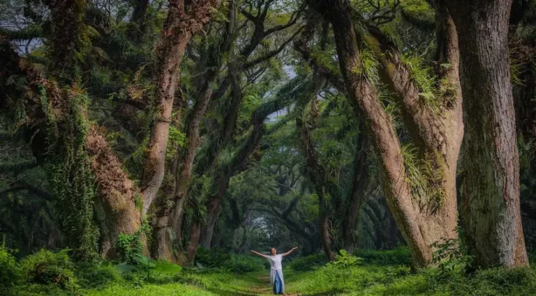 berwisata ke hutannya lord of the rings de djawatan banyuwangi 768x425