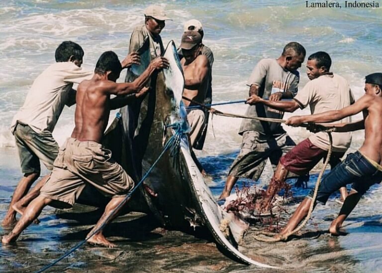 lamalera whalers in lembata indonesia 768x548